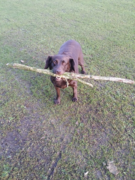 Let's see your pooches