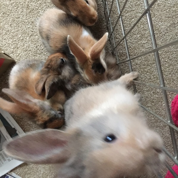 Help my rabbit is giving birth to a surprise litter!