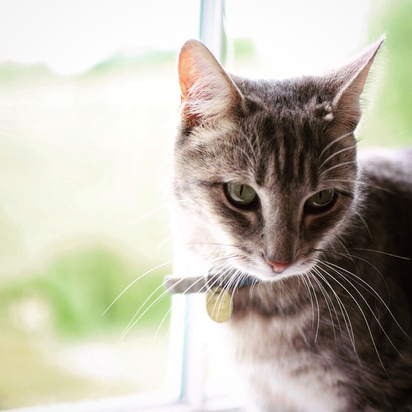 New cat owner and all I want to do is talk about her!