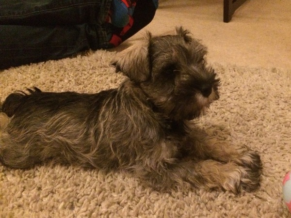 Anyone feel like a puppy support thread?