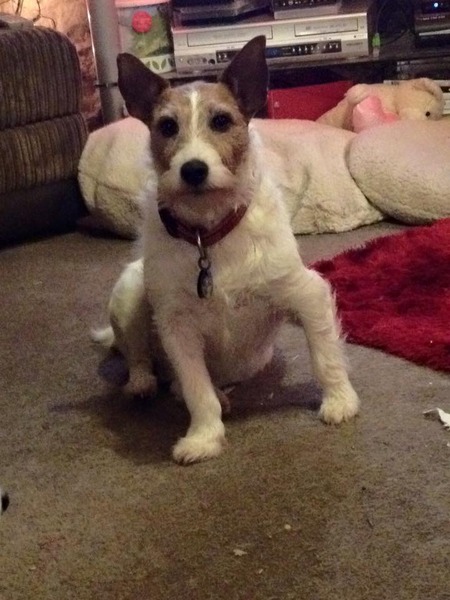 JRT escaping from harness - help!