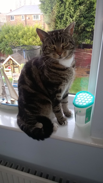 New cat owner and all I want to do is talk about her!