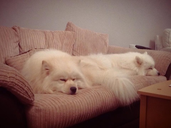 Let's see your pooches