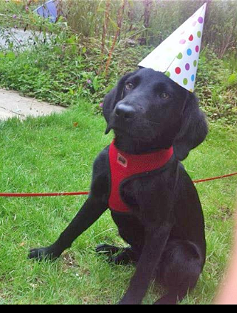 Working cocker, labrador, flat coated retriever, golden retriever