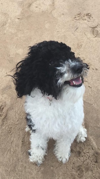 Let's see your pooches