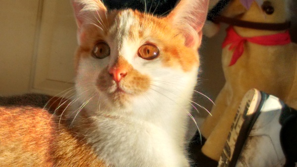 Mugabe Nights: sometimes you wanna go where everybody knows your (sleep deprived) pain!