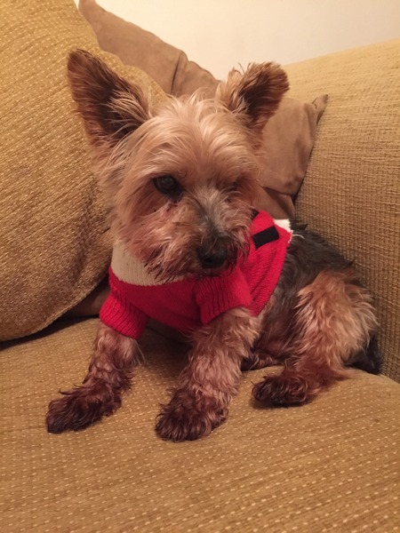 Let's see your pooches