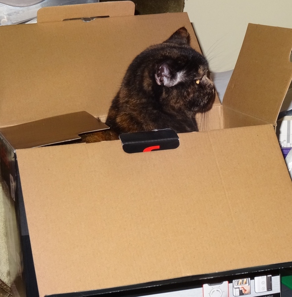 Zombie's Surgical Adventures and Beyond