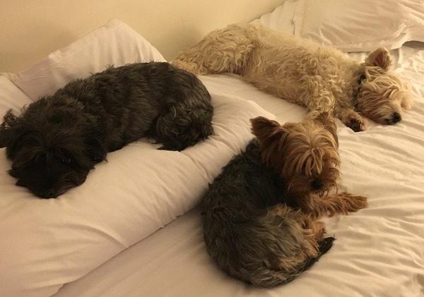Let's see your pooches