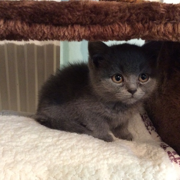 New cat owner and all I want to do is talk about her!