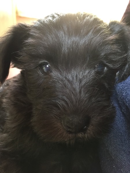Let's see your pooches