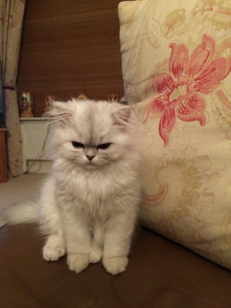 problem grooming long haired cat