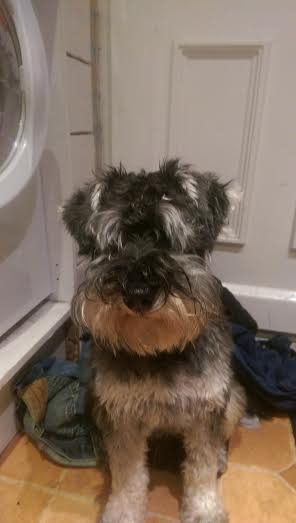 Let's see your pooches