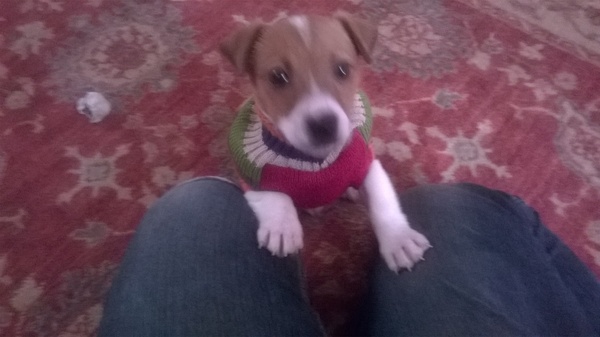 female vs male jack russell pups