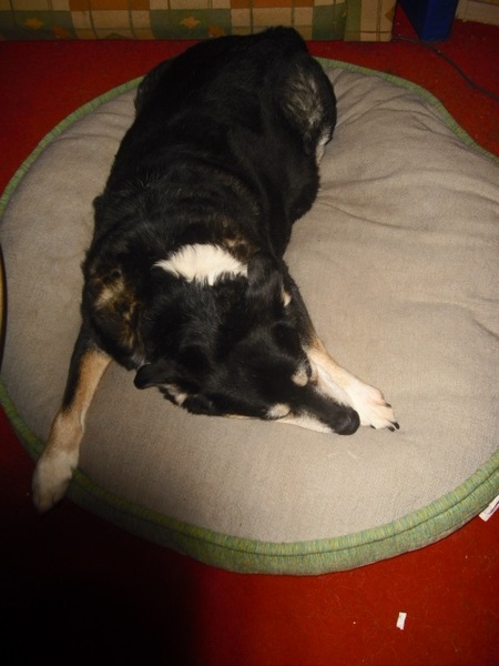Can anyone hold my hand tonight?  Elderly dog