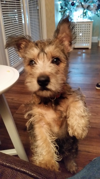 Let's see your pooches