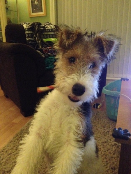 Young puppy who can suddenly turn very aggressive, what is the best way to deal with it?