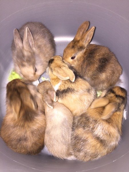 Help my rabbit is giving birth to a surprise litter!