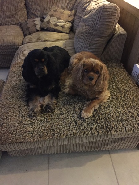 Let's see your pooches