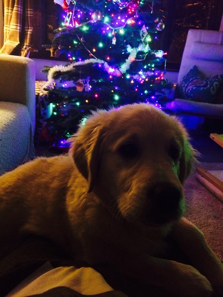 Let's see your pooches