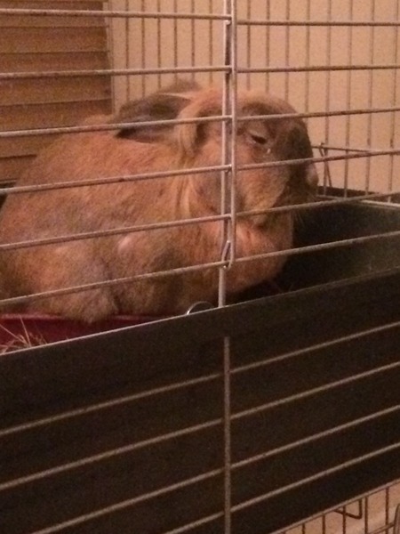 Bunny has fallen asleep in the litter tray, come share pics of your small furries!