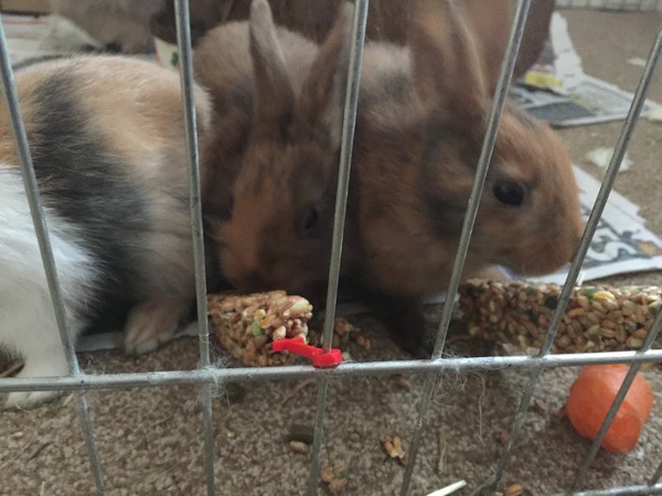 Help my rabbit is giving birth to a surprise litter!