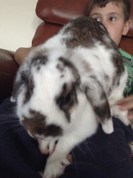 Bunny has fallen asleep in the litter tray, come share pics of your small furries!