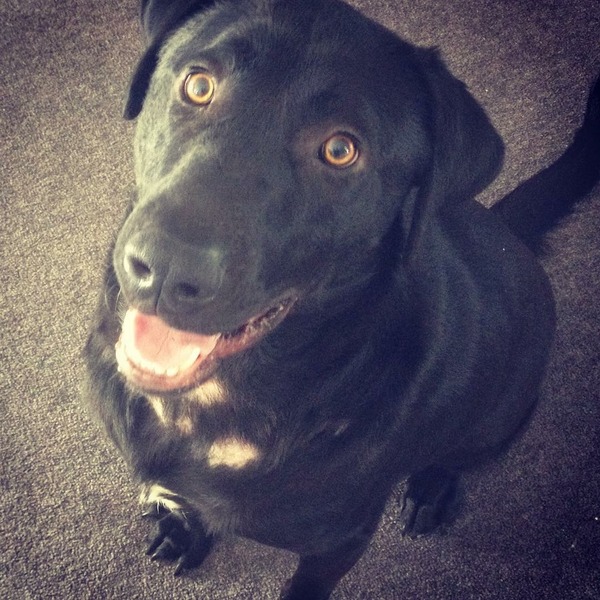 Let's see your pooches