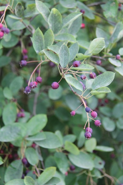 Anyone know what this bush is?