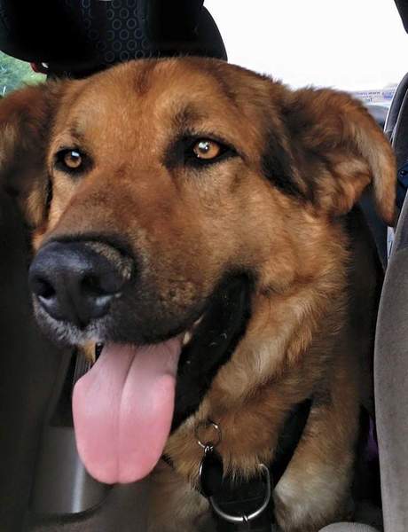 Tell me about golden retrievers please