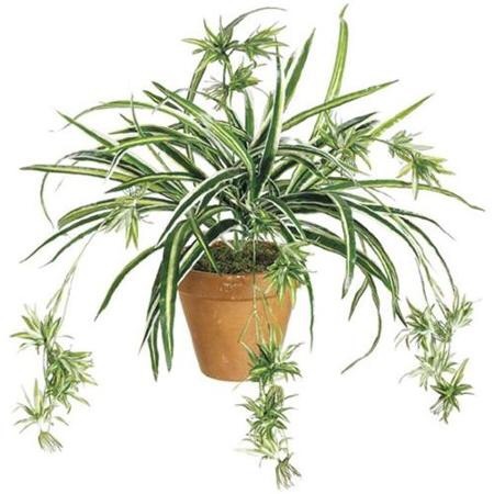 Easy (but interesting) plant for dd to grow inside