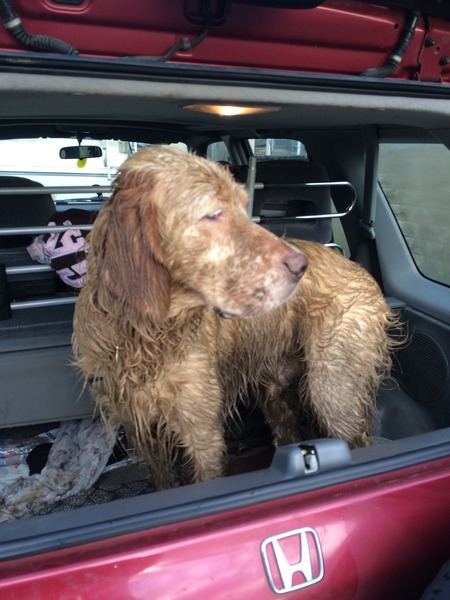 Dirty dog!! What do you do with yours?