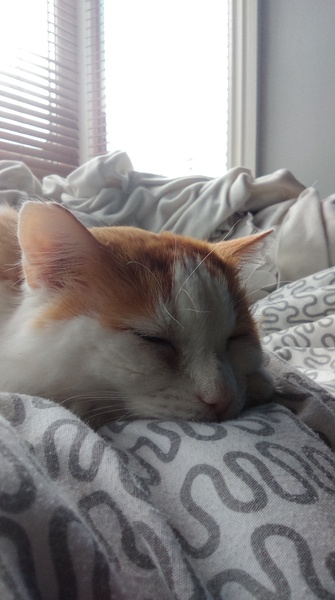 Oldcat won't eat naice food and felix makes him stink