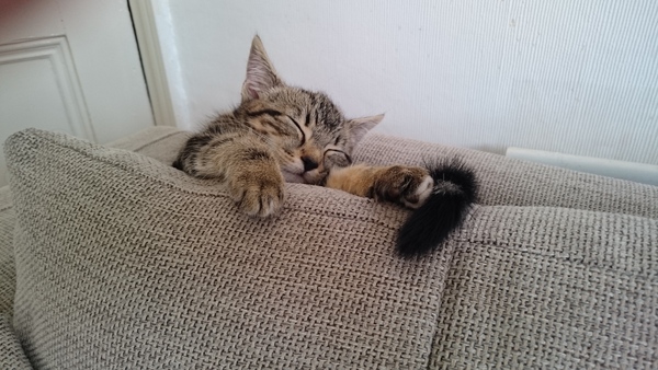 We are all a bit bonkers, worshipping the travelling womble conker, we rub the grad's bumps for luck and shag without scientific schmuck (Most of the time!) Its Just Shagging 56!