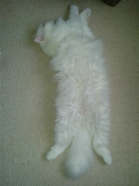 problem grooming long haired cat