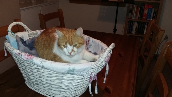 How many cats does everyone have?