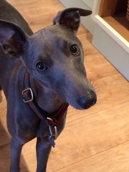 whippet puppy