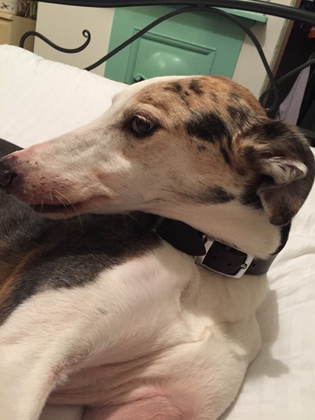 Let's see your pooches