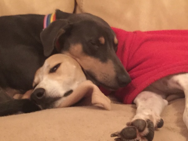 Let's see your pooches