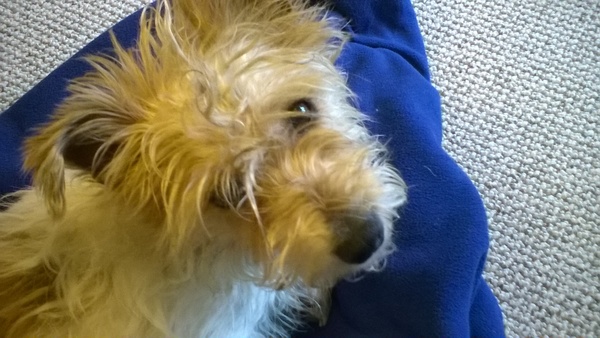 New rescue terrier. I need hand holding