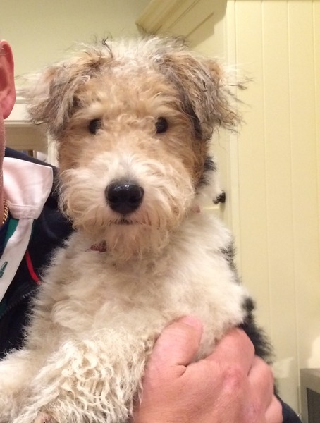 Young puppy who can suddenly turn very aggressive, what is the best way to deal with it?