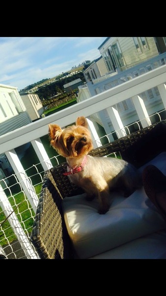 Let's see your pooches