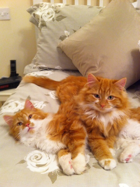 How many cats does everyone have?