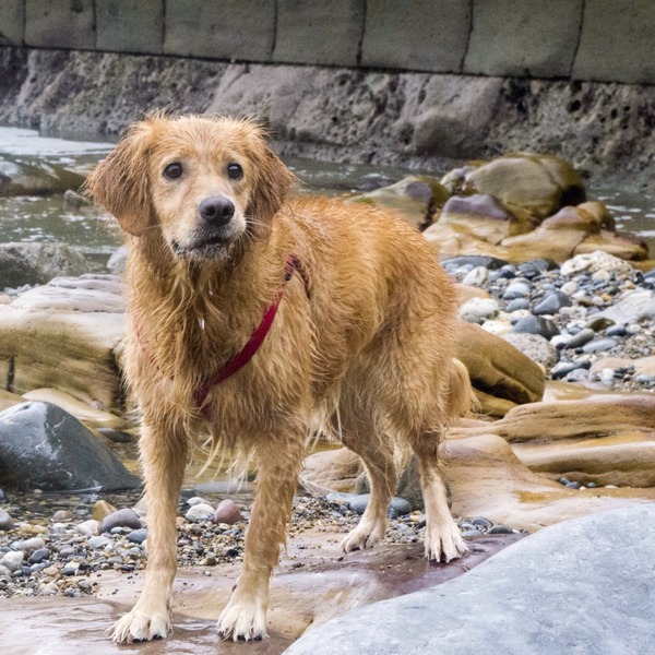 Tell me about golden retrievers please