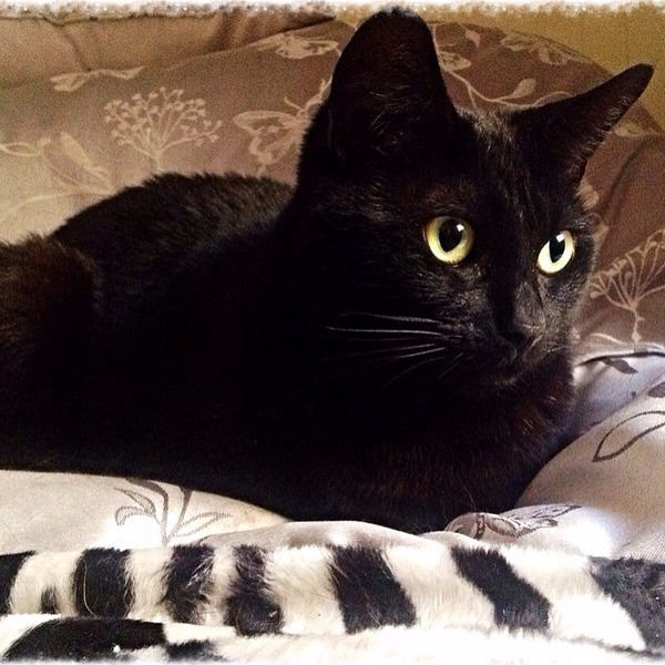 How many cats does everyone have?