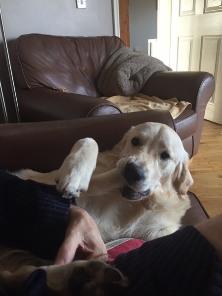 Ive had a golden retriever puppy 4 days....and changed my mind