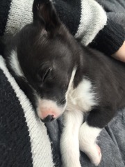 picking up our 9 week old border collie pup next weekend....