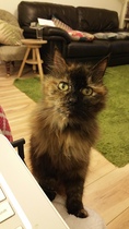 New cat owner and all I want to do is talk about her!
