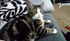 How many cats does everyone have?