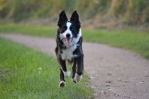picking up our 9 week old border collie pup next weekend....